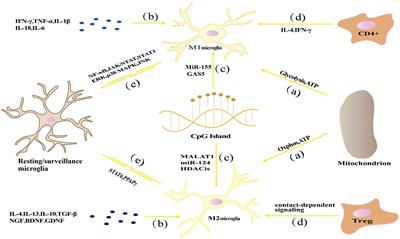 To re-examine the intersection of microglial activation and neuroinflammation in neurodegenerative diseases from the perspective of pyroptosis